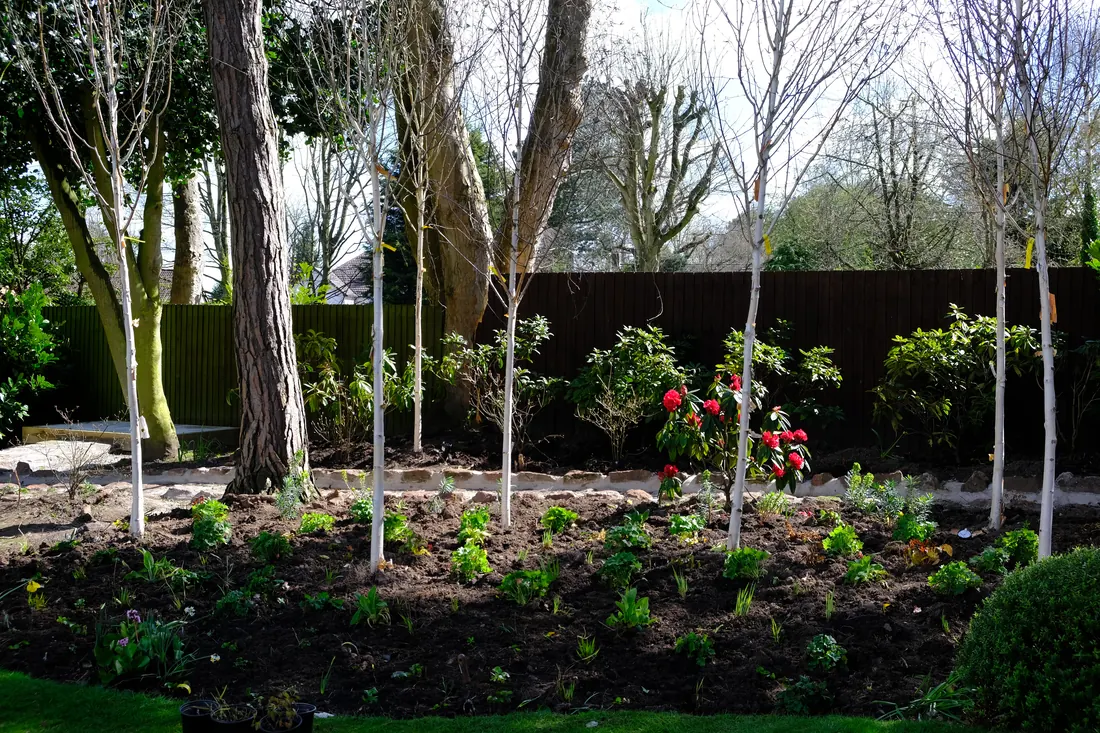 The same border freshly planted, with birches, rhododendrons and young perennials in dark soil