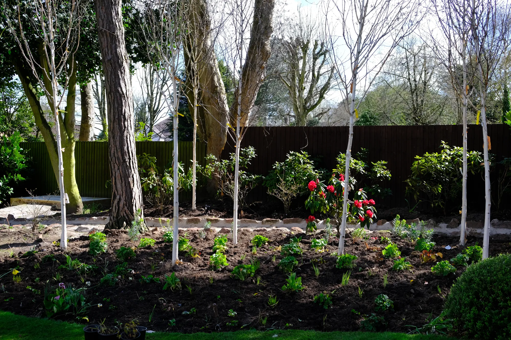 A newly planted border with young birches, rhododendrons and perennials