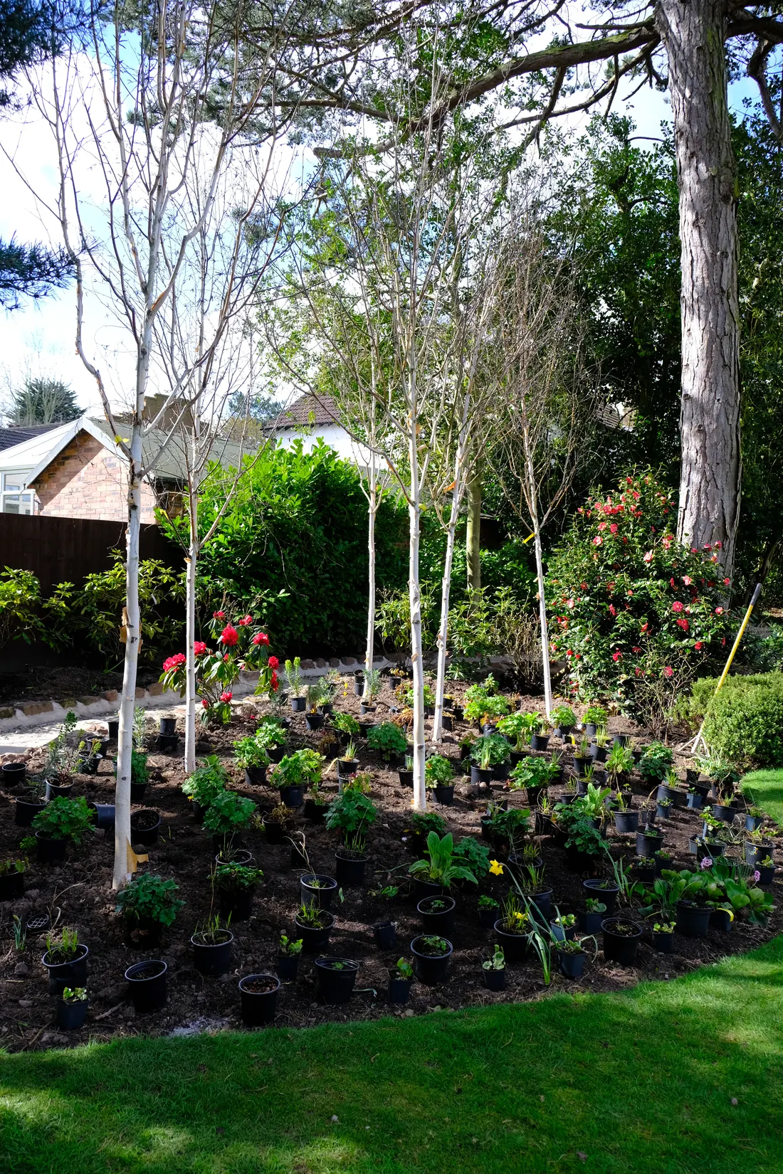 Potted plants set out across a prepared bed between newly planted birches