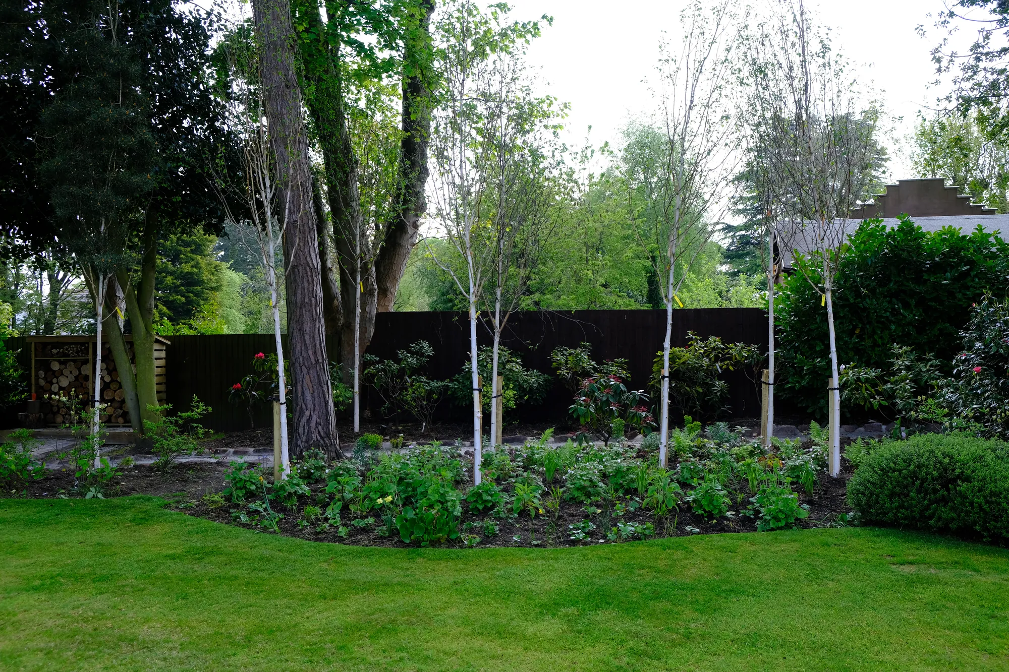 A woodland-edge border of white-stemmed birches, rhododendrons and shade-loving perennials beside a lawn