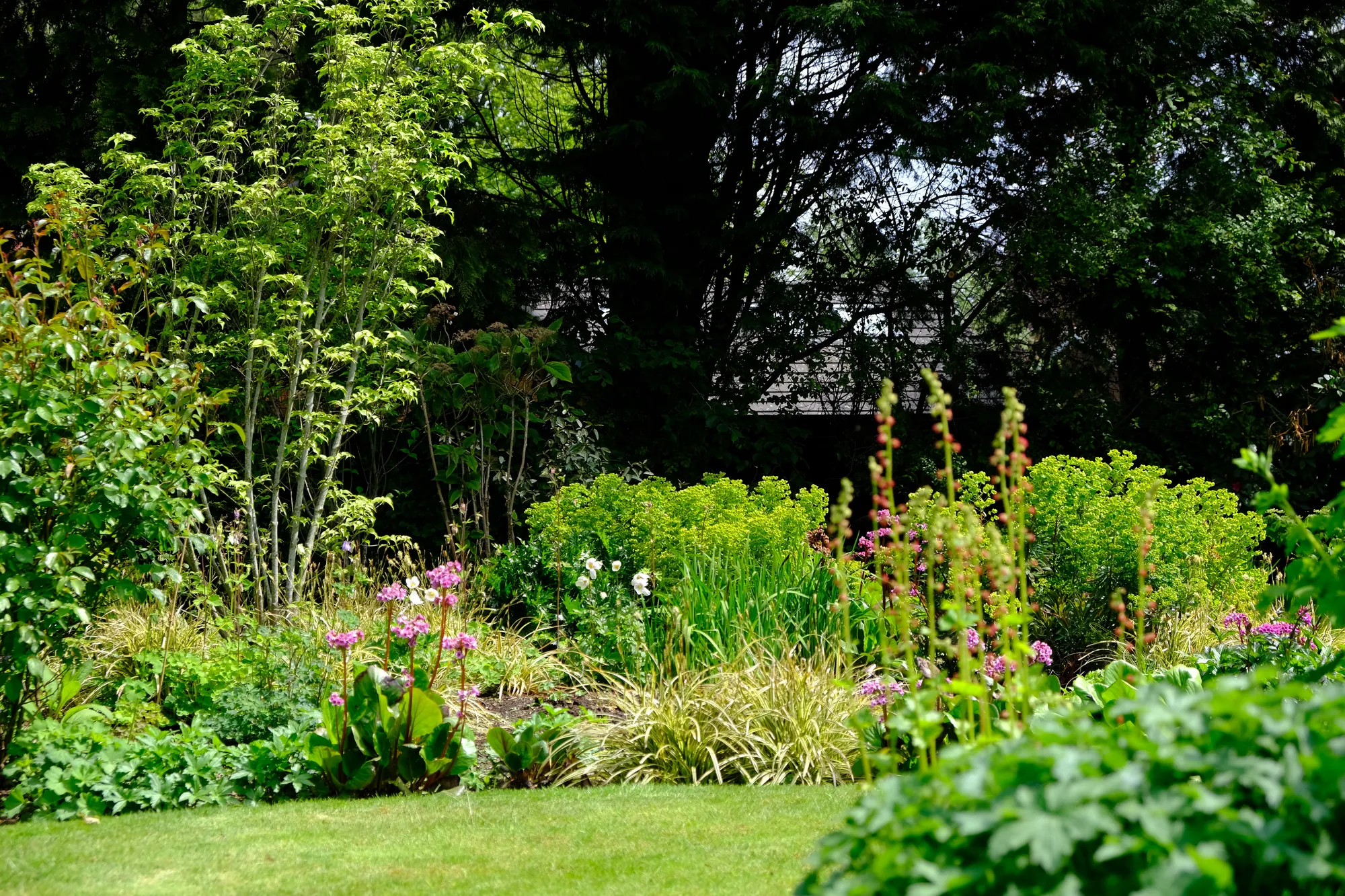 A mixed border with a variegated dogwood, euphorbia and pink bergenias beside a lawn