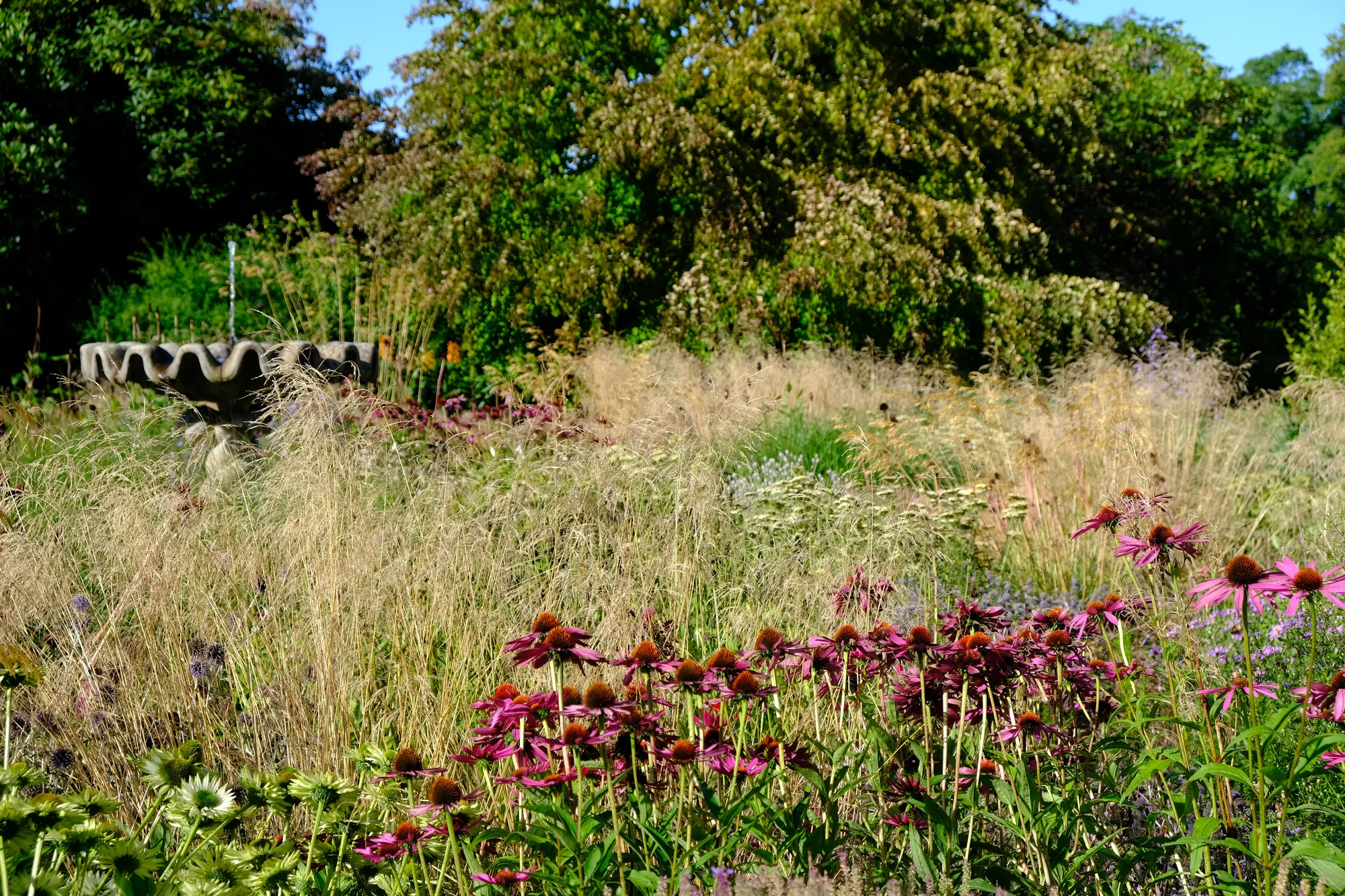 A late-summer border of purple coneflowers and golden hair grass drifting towards a stone fountain