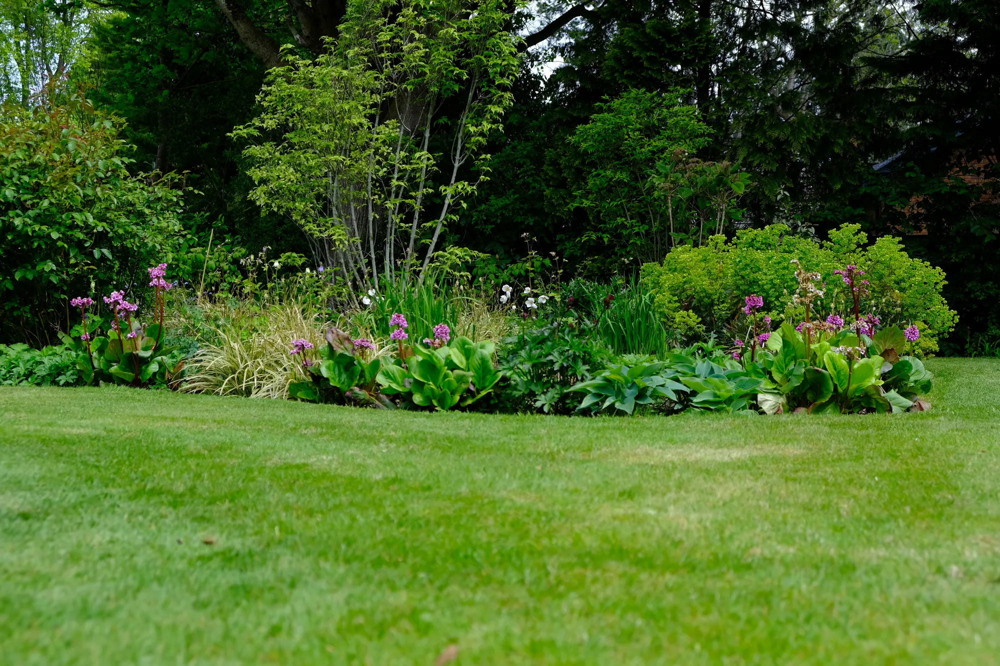 A healthy lawn sweeping up to a border of bergenias and euphorbia