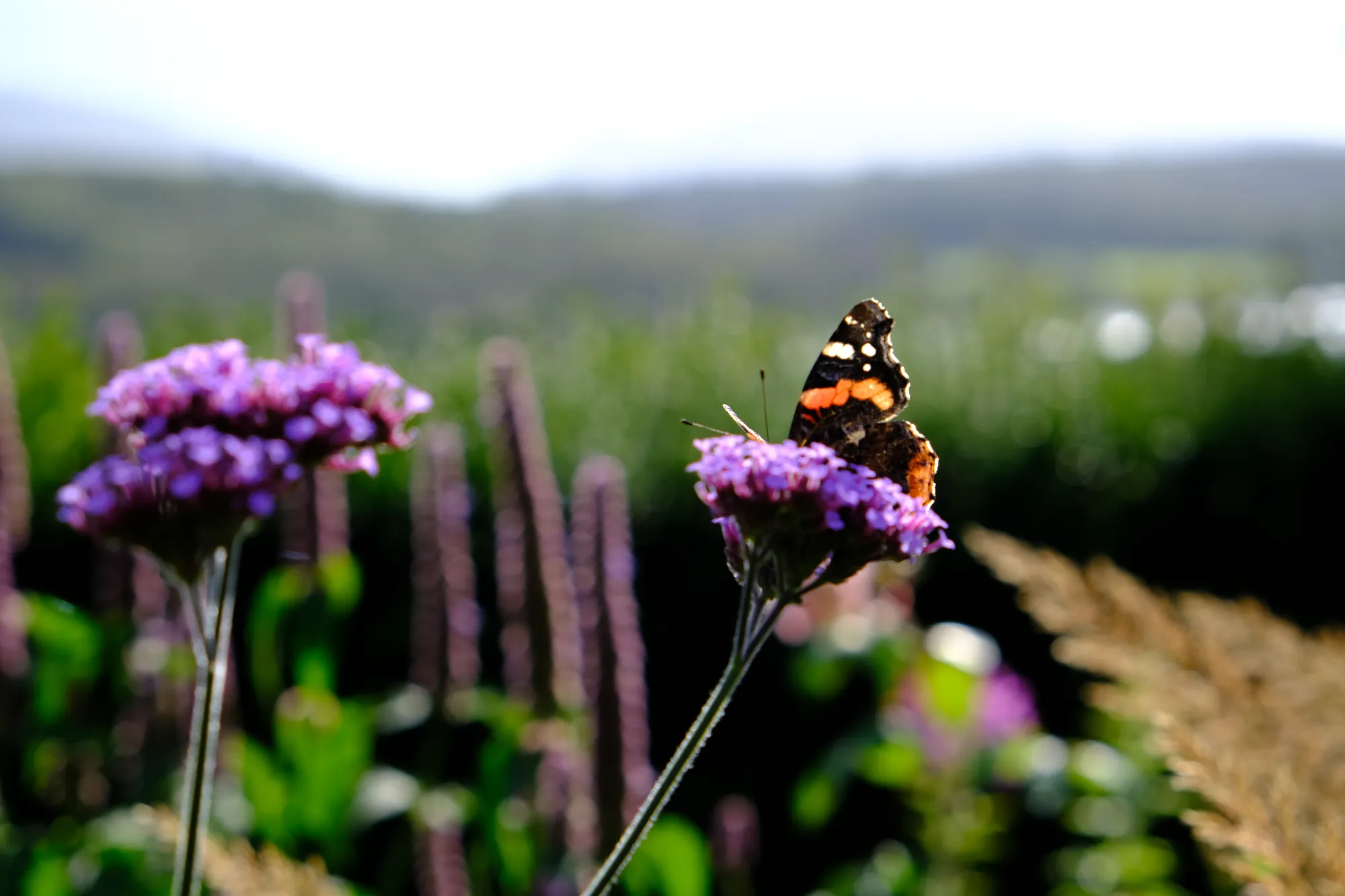 A red admiral butterfly feeding on verbena with hills behind