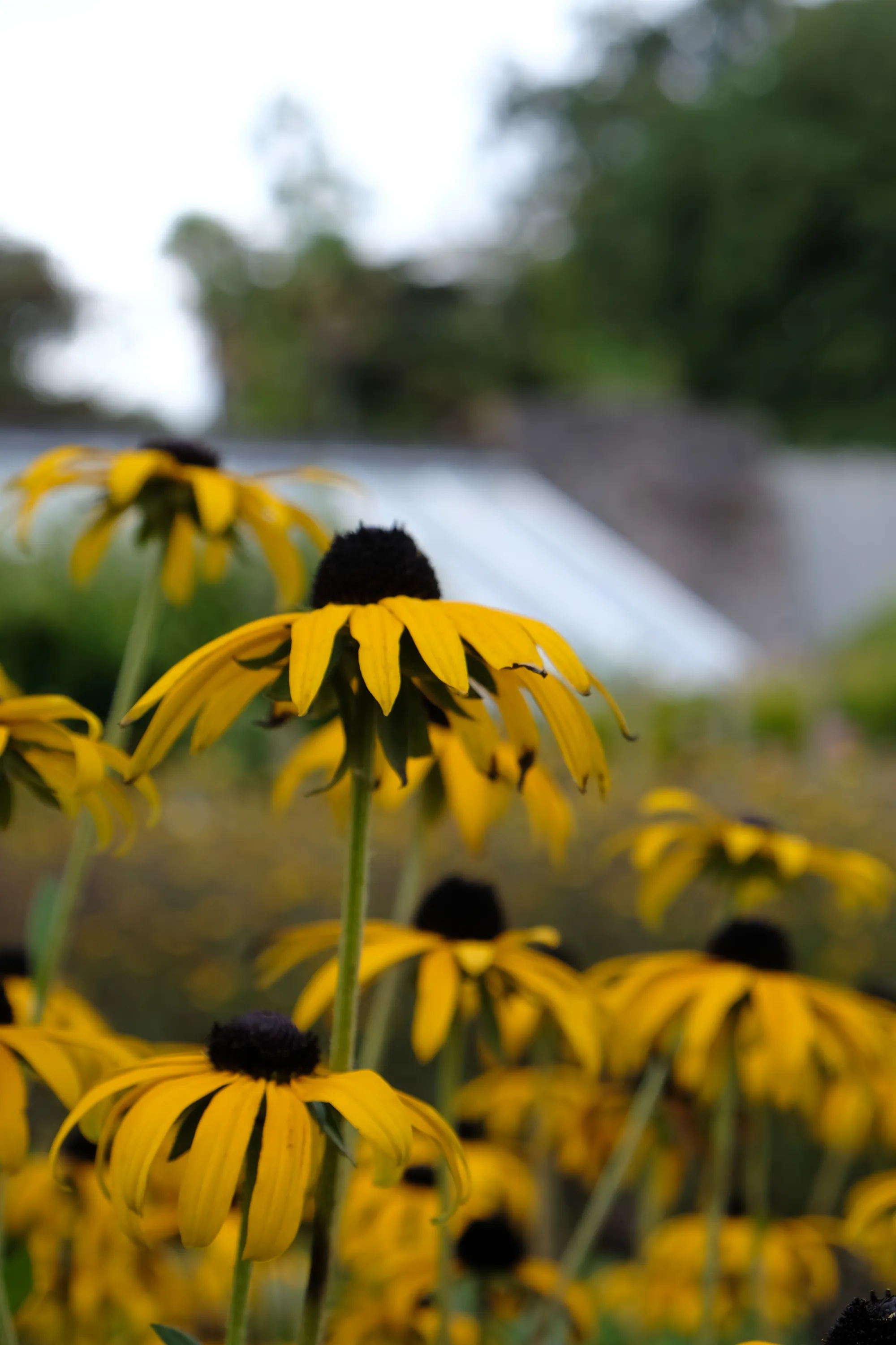 Rudbeckia flowering in early autumn