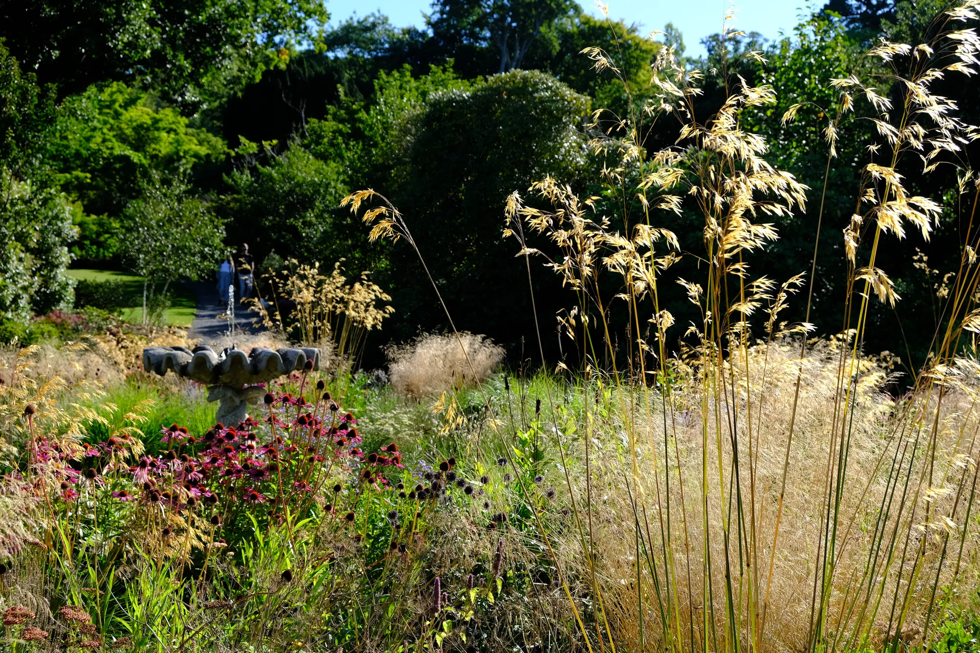 Giant oat grass lit by low sun in front of a stone fountain and dark trees