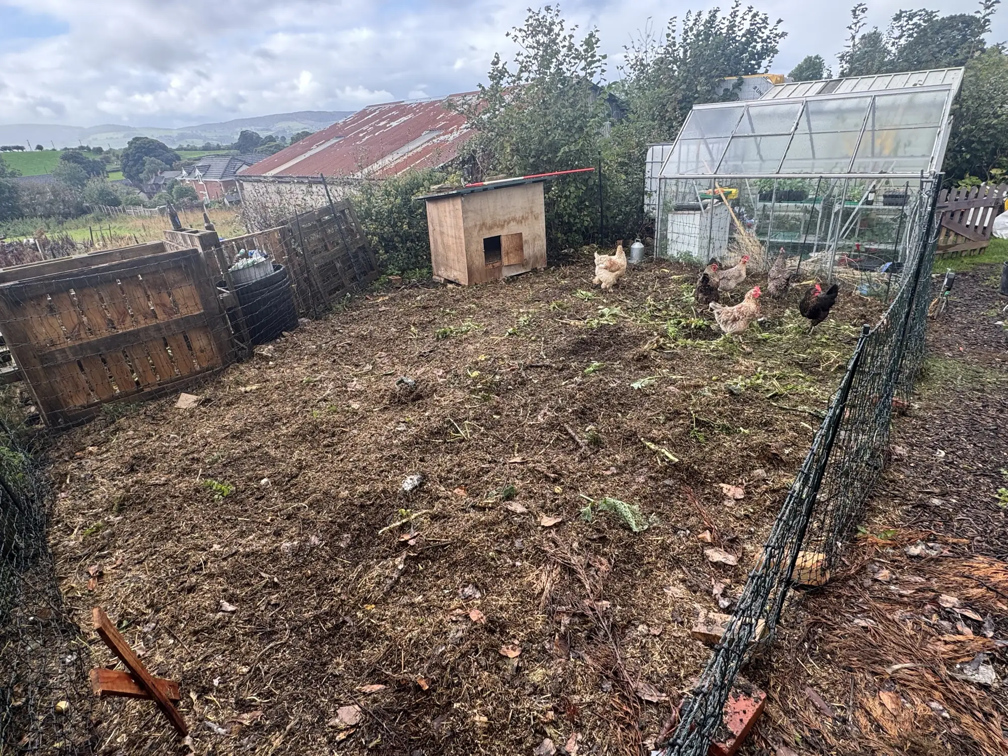 Mark's hens scratching over a cleared veg bed inside a netted run, with a wooden hen house and greenhouse behind