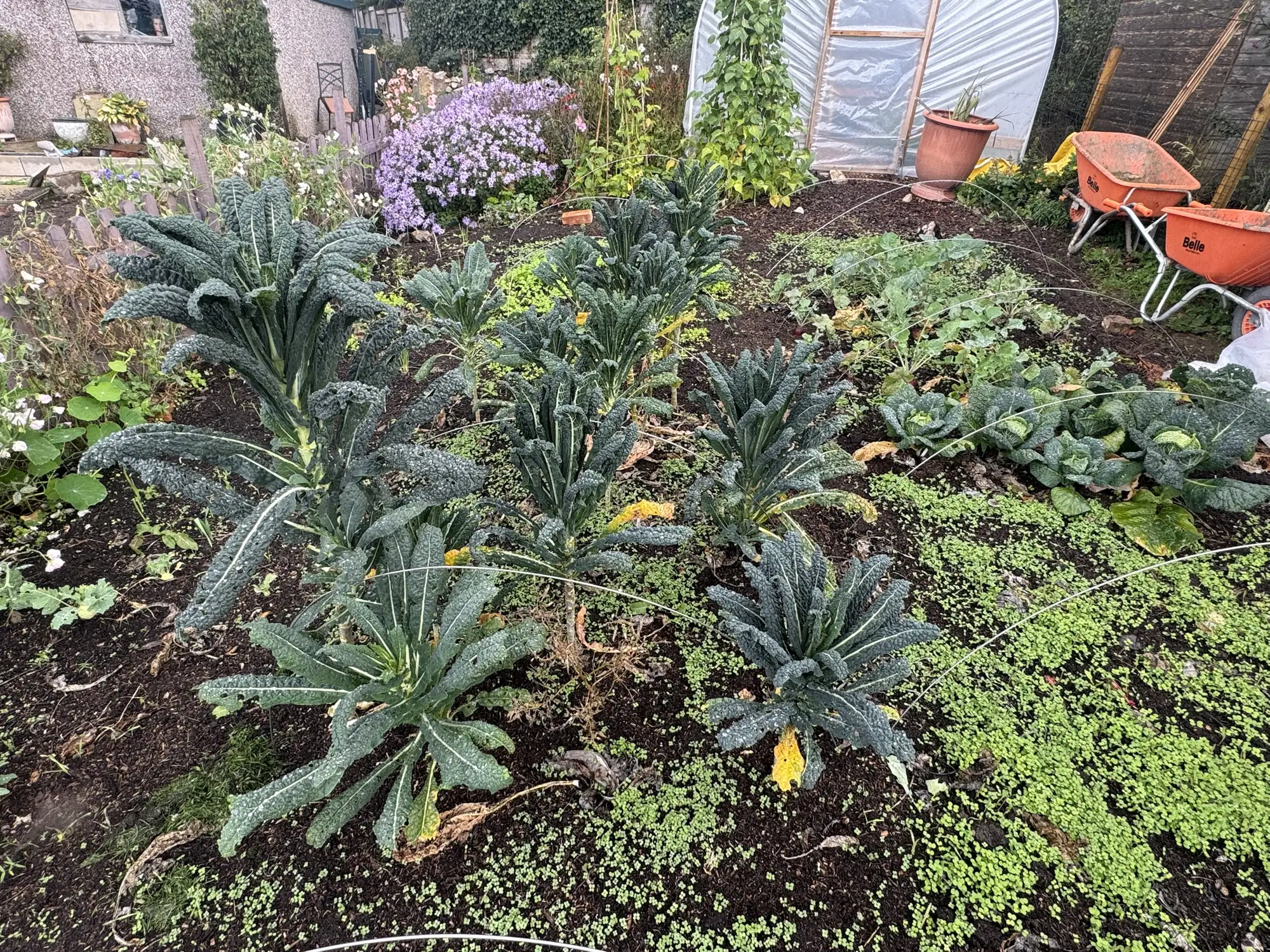 Cavolo nero and savoy cabbages growing in a dark, mulched bed in Mark's veg garden in early autumn