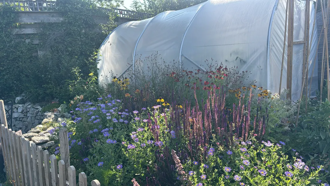 A late-summer border of asters, salvias, rudbeckias and heleniums in front of a polytunnel